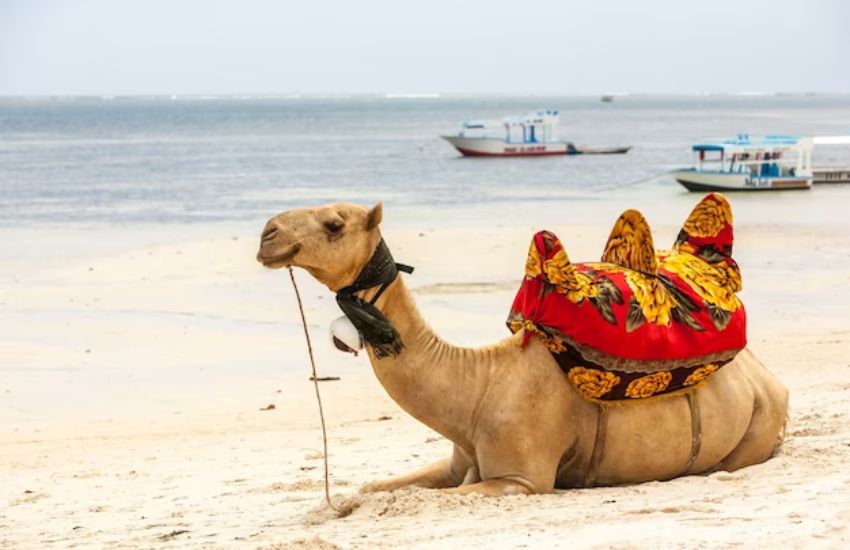 Camel Riding
