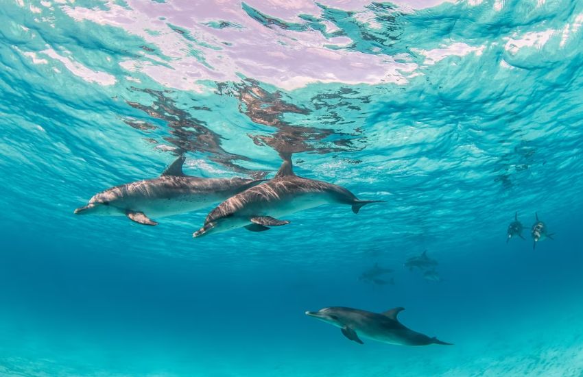 Swim with Dolphin