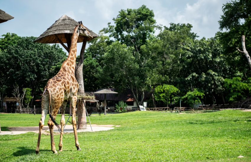 Bali Safari and Marine Park