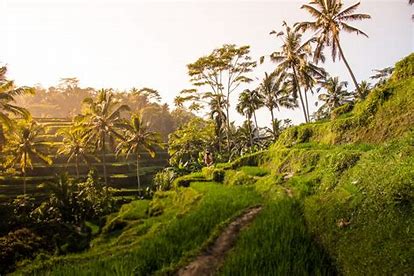 VDT Ubud Tour (Tegenung Waterfall, Coffee Plantation, Tegalalang (Rice Paddy Field), Kintamani Volcano)